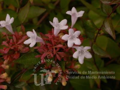 informacion sobre Abelia floribunda