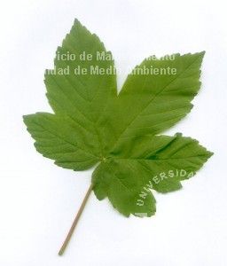informacion sobre Acer pseudoplatanus
