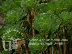 informacion sobre Aeonium arboreum