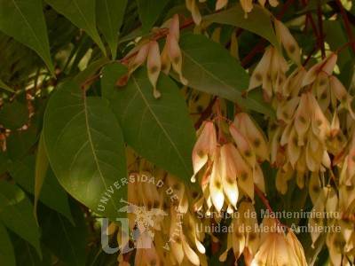 informacion sobre Ailanthus altissima