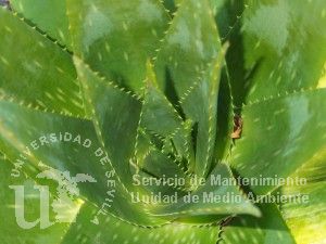 informacion sobre Aloe barbadensis