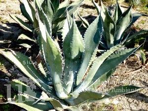 informacion sobre Aloe ferox