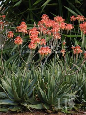 informacion sobre Aloe saponaria