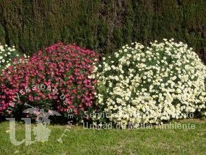 informacion sobre Argyranthemum frutescens