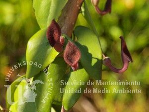 informacion sobre Aristolochia baetica