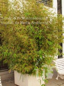 informacion sobre Bambusa vulgaris
