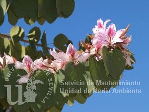 informacion sobre Bauhinia variegata