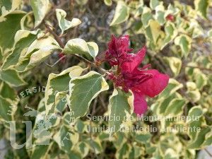 informacion sobre Bougainvillea glabra var. variegata