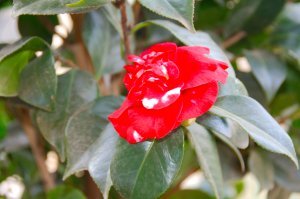 informacion sobre Camellia japonica