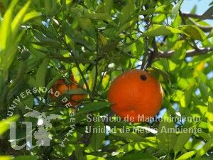 informacion sobre Citrus reticulata