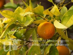 informacion sobre Citrus sinensis