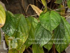 informacion sobre Clerodendrum thomsoniae