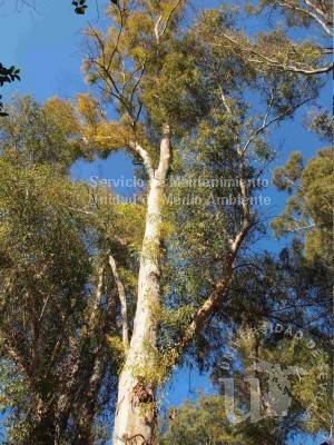 informacion sobre Eucalyptus camaldulensis