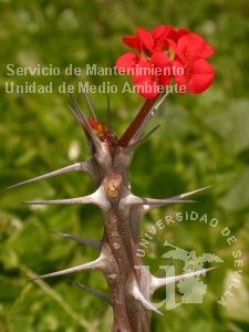 informacion sobre Euphorbia milii