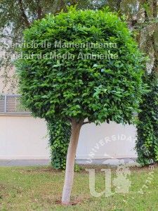 informacion sobre Ficus benjamina