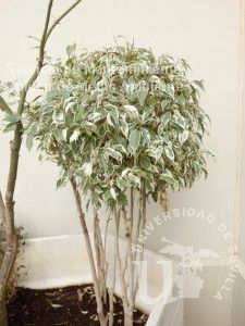 informacion sobre Ficus benjamina var. variegatum