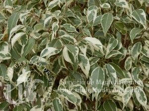 Ficus benjamina var. variegatum