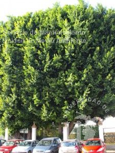 informacion sobre Ficus microphylla