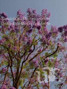 informacion sobre Jacaranda mimosifolia