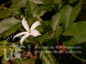 informacion sobre Jasminum azoricum