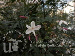informacion sobre Jasminum polyanthum