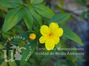 informacion sobre Jasminum primulinum