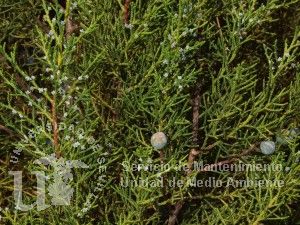 informacion sobre Juniperus chinensis