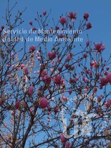 informacion sobre Magnolia x soulangeana