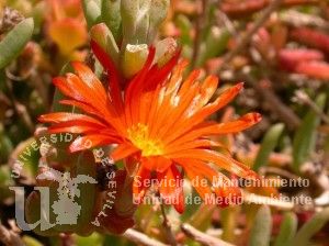 informacion sobre Mesembryanthemum sp.
