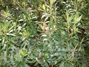 informacion sobre Nerium oleander var. nana
