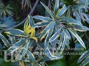 informacion sobre Nerium oleander var. variegata