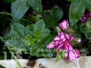informacion sobre Pelargonium peltatum