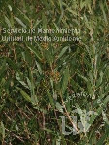informacion sobre Phillyrea angustifolia