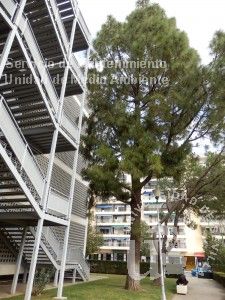 informacion sobre Pinus canariensis