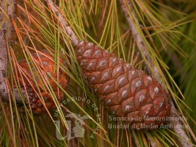 informacion sobre Pinus halepensis