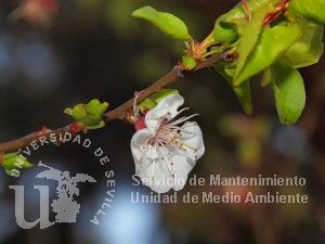 informacion sobre Prunus armeniaca