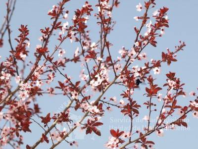 informacion sobre Prunus cerasifera var. pisardii