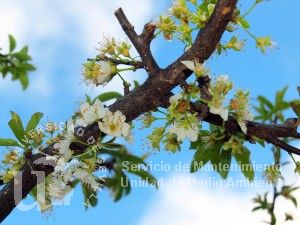 informacion sobre Prunus domestica