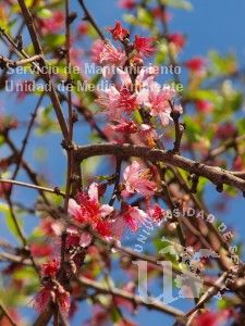 informacion sobre Prunus persica