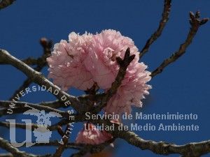 informacion sobre Prunus serrulata
