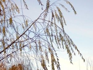 informacion sobre Salix babylonica