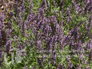 informacion sobre Salvia officinalis