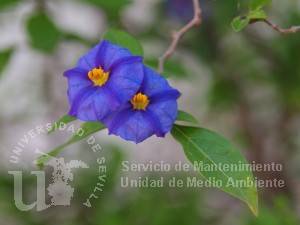 informacion sobre Solanum rantonnetii
