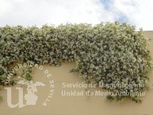 informacion sobre Trachelospermum jasminoides