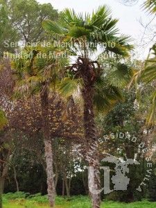 informacion sobre Trachycarpus fortunei