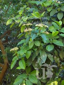 informacion sobre Viburnum rhytidophyllum