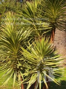 informacion sobre Yucca aloifolia