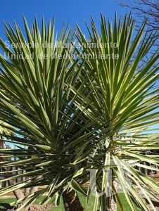 informacion sobre Yucca aloifolia var. variegata