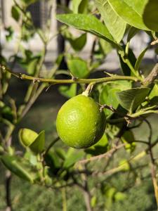 Citrus x aurantifolia