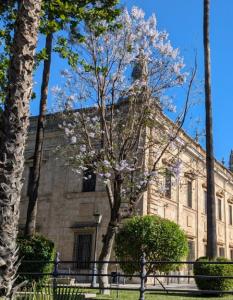 informacion sobre Jacaranda mimosifolia var alba
